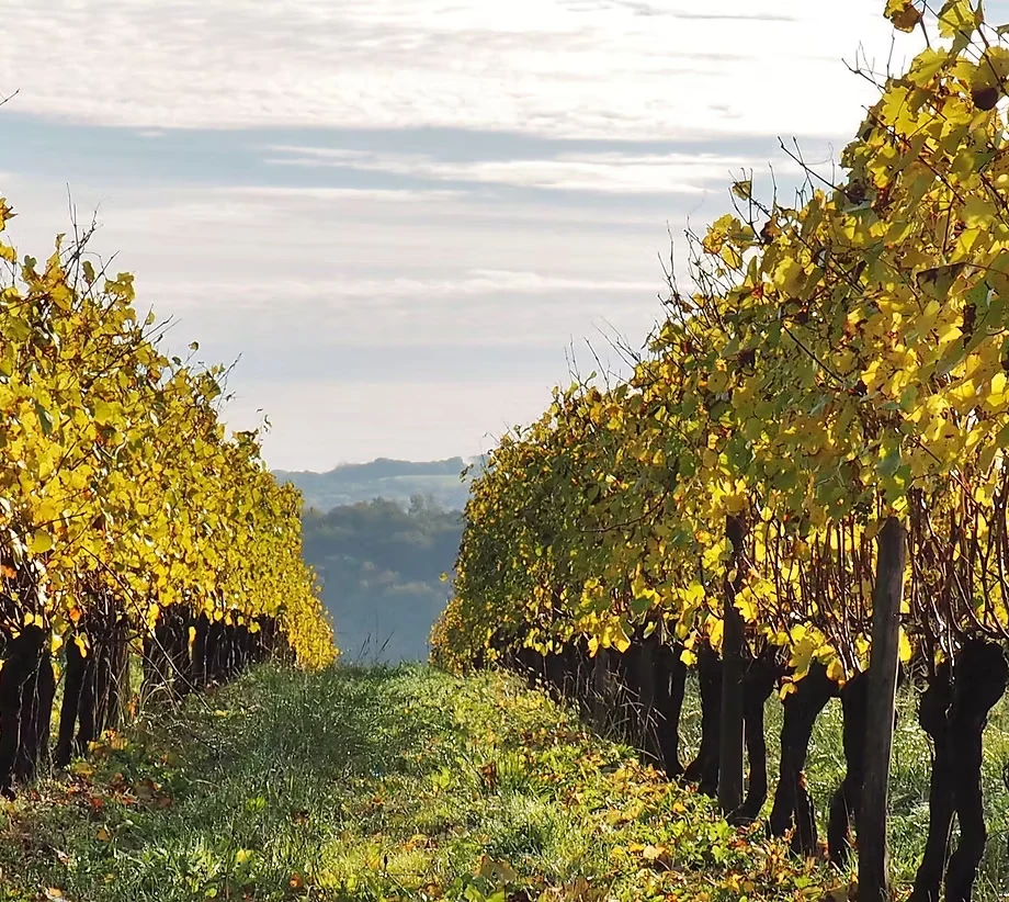 Vignes du Domaine de la Caillabère